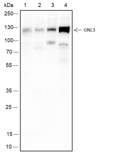 Recombinant MPP8 Monoclonal Antibody (AN301602L)