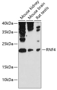 RNF4 Polyclonal Antibody (E-AB-90328)