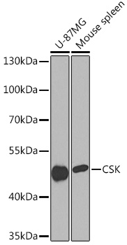 CSK Polyclonal Antibody (E-AB-91633)