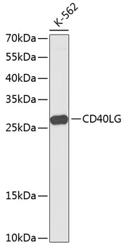 CD40L Polyclonal Antibody (E-AB-64411)