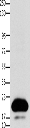 Claudin 4 Polyclonal Antibody (E-AB-15673)