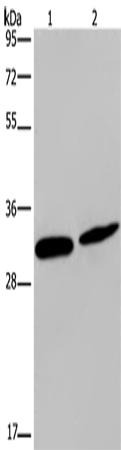 GJB4 Polyclonal Antibody (E-AB-12736)