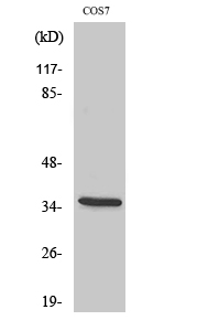 Phospho-IkB alpha (Ser32/S36) Polyclonal Antibody (E-AB-20911)
