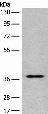 EN2 Polyclonal Antibody (E-AB-17909)