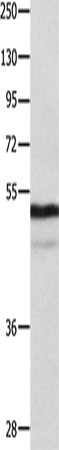 NAP1L1 Polyclonal Antibody (E-AB-10482)