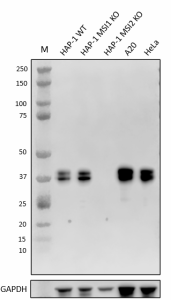 Purified Anti-Musashi-2 Antibody (648878)
