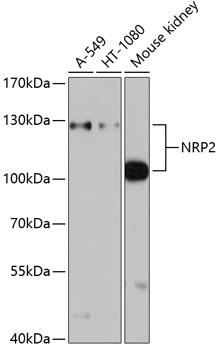 NRP2 Polyclonal Antibody (E-AB-60749)