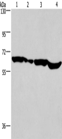 SOX-18 Polyclonal Antibody (E-AB-16068)