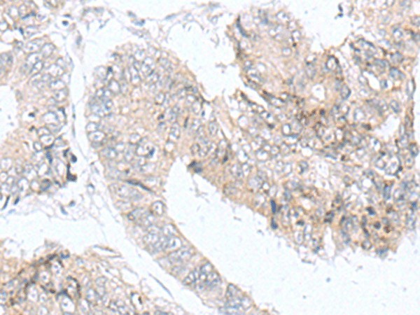 IQCD Polyclonal Antibody (E-AB-18990)