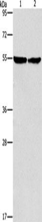 ILK Polyclonal Antibody (E-AB-14157)