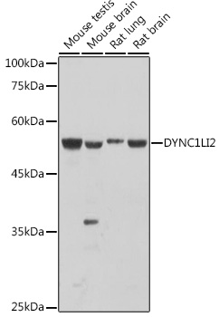 DYNC1LI2 Polyclonal Antibody (E-AB-92302)