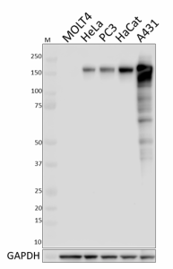 Purified anti-EGFR Antibody (617501)