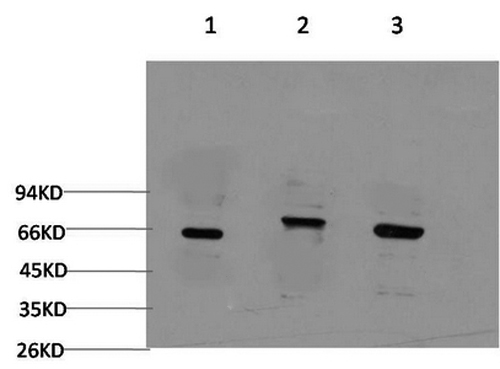 BECN1 Monoclonal Antibody (E-AB-22139)
