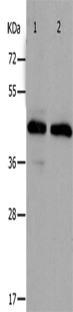 PAWR Polyclonal Antibody (E-AB-15819)