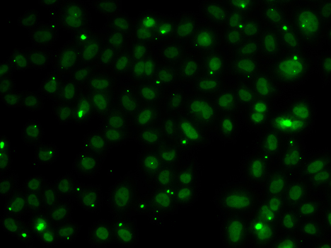 NSL1 Polyclonal Antibody (E-AB-62407)