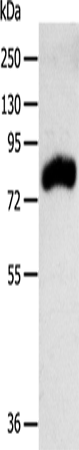 RPAP3 Polyclonal Antibody (E-AB-14363)