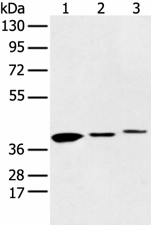 MAT2B Polyclonal Antibody (E-AB-18357)