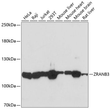 ZRANB3 Polyclonal Antibody (E-AB-65632)