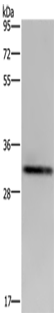 CD242 Polyclonal Antibody (E-AB-15120)