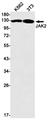 Recombinant JAK2 Monoclonal Antibody (E-AB-81476)