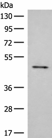 SCRN2 Polyclonal Antibody (E-AB-52745)