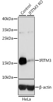 (KO Validated) IFITM3 Polyclonal Antibody (E-AB-64439)