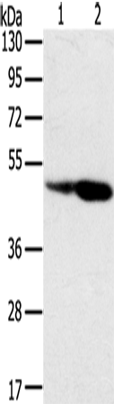 SNX8 Polyclonal Antibody (E-AB-11599)