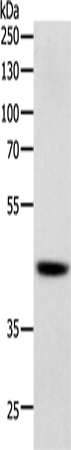 SOX-7 Polyclonal Antibody (E-AB-14362)