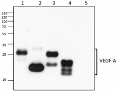 Ultra-LEAF™ Purified anti-mouse VEGF-A Antibody (512809)