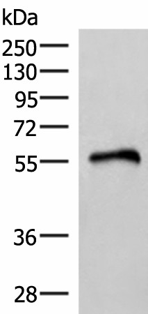 RETREG1 Polyclonal Antibody (E-AB-18973)