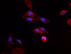 Alexa Fluor® 594 Goat anti-mouse IgG (minimal x-reactivity) Antibody (405326)