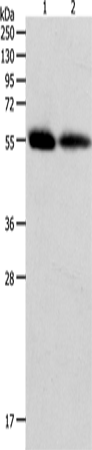 MMP11 Polyclonal Antibody (E-AB-12573)
