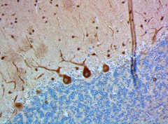 Purified anti-Tubulin β 3 (TUBB3) Antibody (Previously Covance catalog# MMS-435P) (801213)