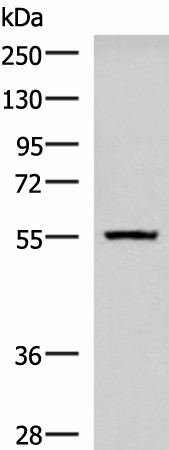 CAMKK1 Polyclonal Antibody (E-AB-52514)