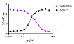 Purified anti-SARS-CoV-2 S Protein S1 Recombinant Antibody (938501)