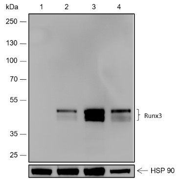 Recombinant RUNX3 Monoclonal Antibody (AN301806L)