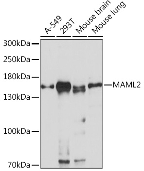 MAML2 Polyclonal Antibody (E-AB-91737)