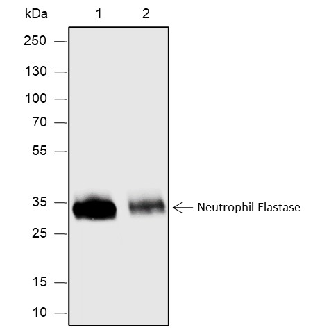Recombinant Neutrophil Elastase Monoclonal Antibody (AN301873L)