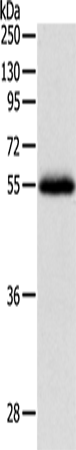 NPY1R Polyclonal Antibody (E-AB-12818)
