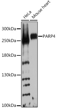 PARP4 Polyclonal Antibody (E-AB-91627)