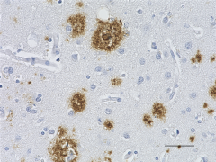 Purified anti-β-Amyloid, 1-10 Antibody (Previously Covance catalog# SIG-39350) (806201)