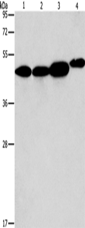 ARFGAP1 Polyclonal Antibody (E-AB-14599)