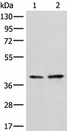 HNRNPA3 Polyclonal Antibody (E-AB-19996)