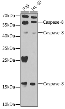 Caspase-8 Polyclonal Antibody (E-AB-62025)