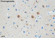 Purified anti-Neurogranin, 70-78 Antibody (848501)