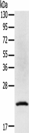 TP53I11 Polyclonal Antibody (E-AB-16935)