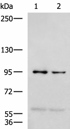 NVL Polyclonal Antibody (E-AB-19086)