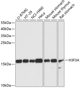Histone H3.3 Polyclonal Antibody (E-AB-64837)