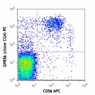 PE anti-human GPR56 Antibody (358203)