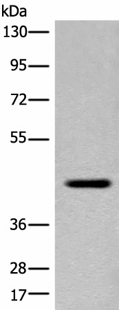 FAM105A Polyclonal Antibody (E-AB-18688)